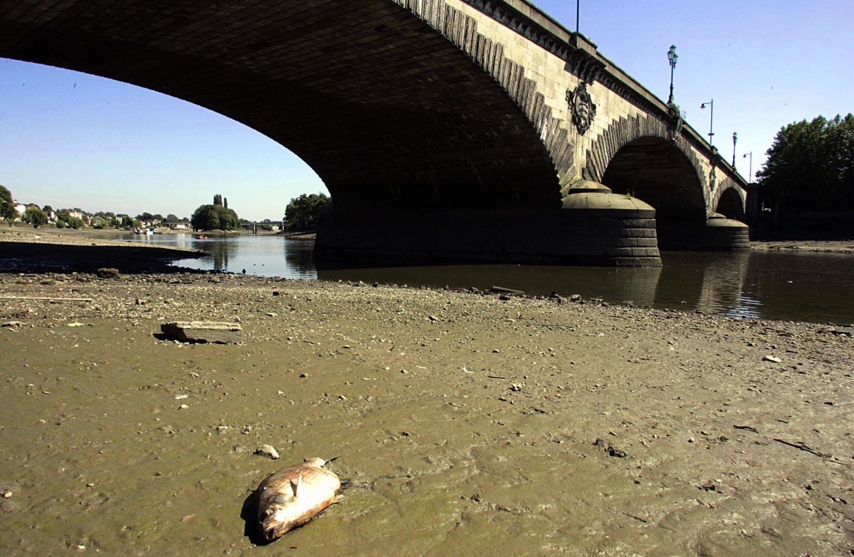 A dead fish by the Thames