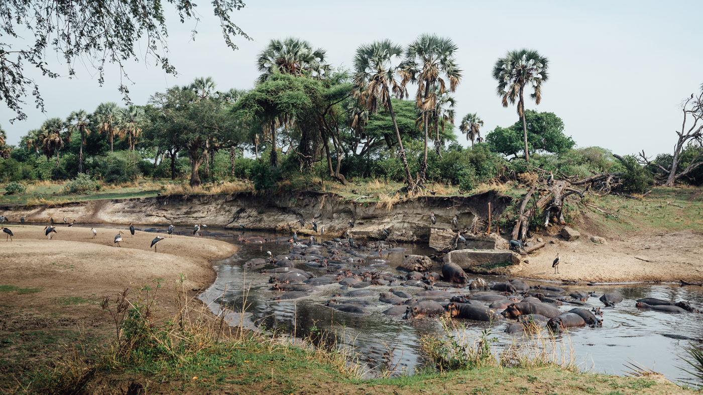 Hippos in Katavi National Park, Tanzania
