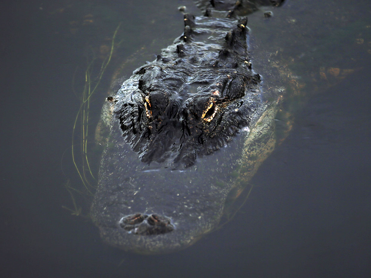 An alligator 