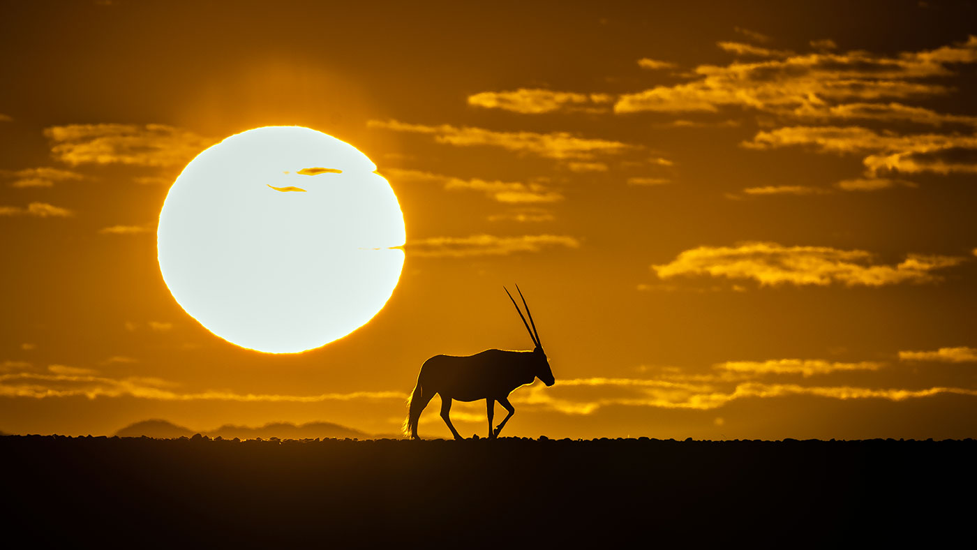Oryx in Sossusvlei, Namibia