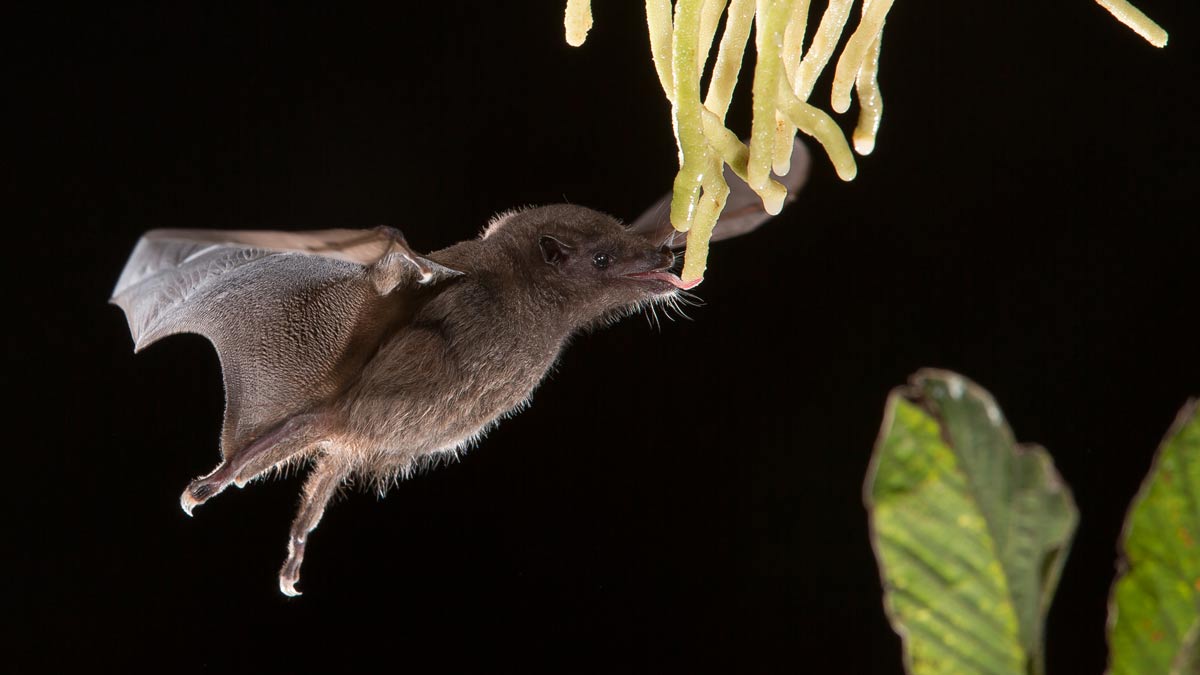 A baby bat 