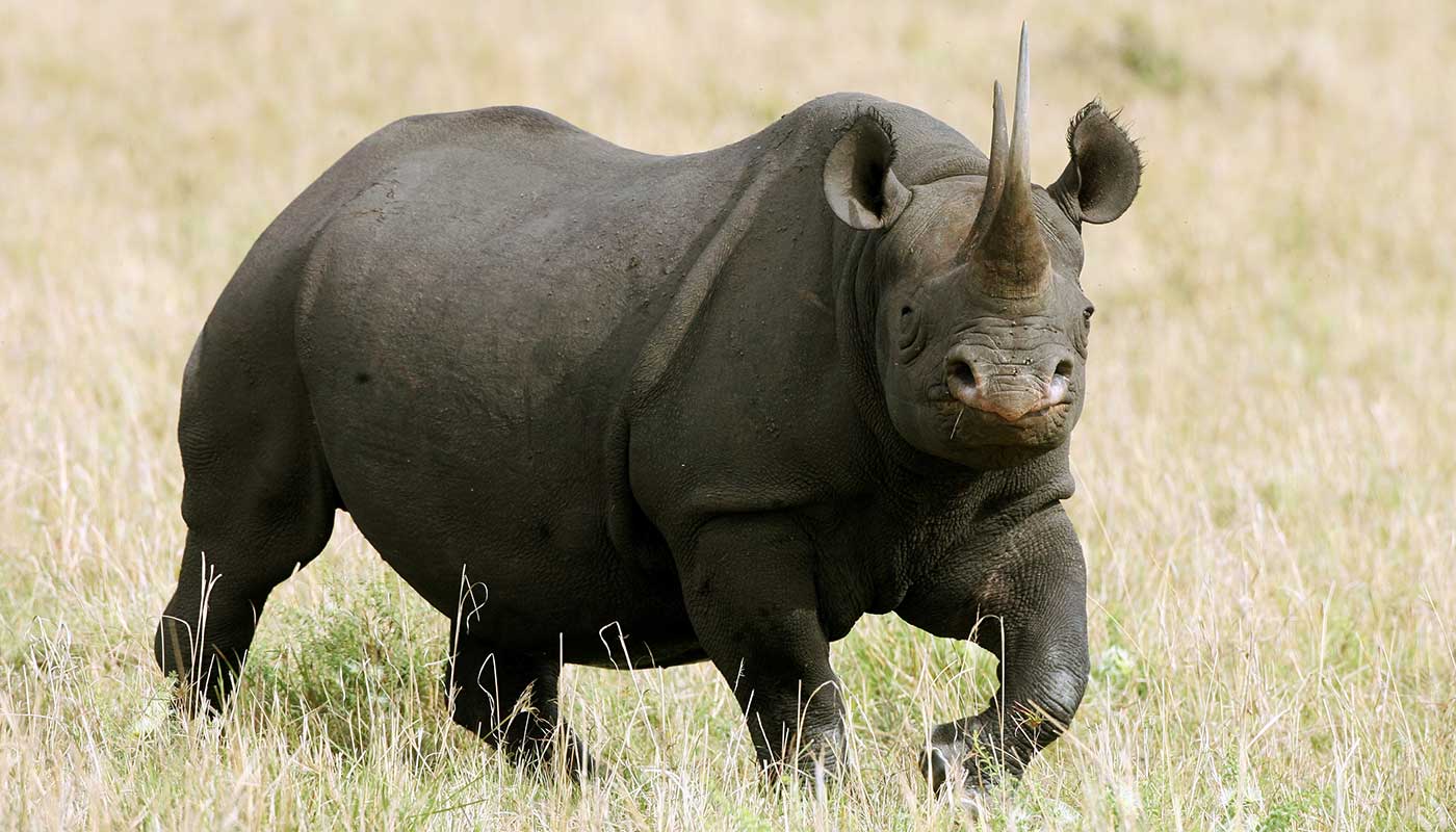 An angry rhinoceros has attacked a car in a Mexican safari park