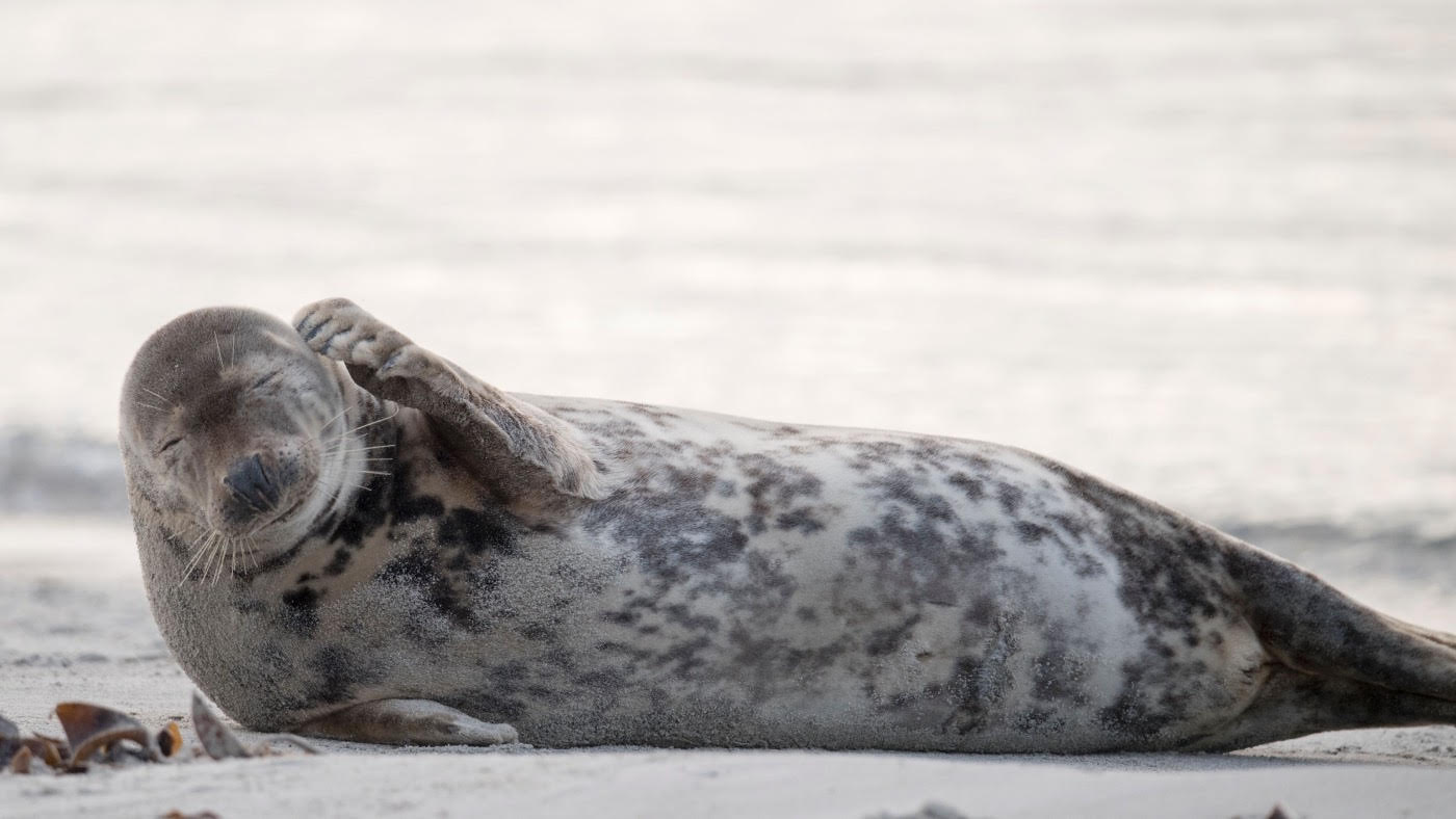 A grey seal