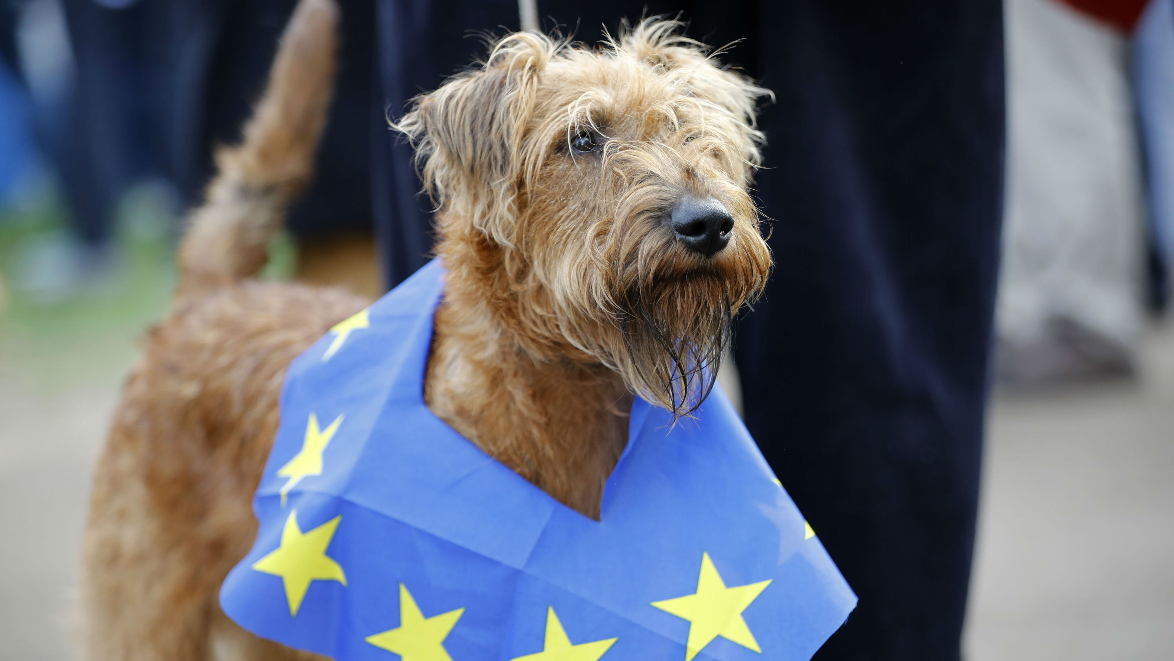 Dogs on Brexit march