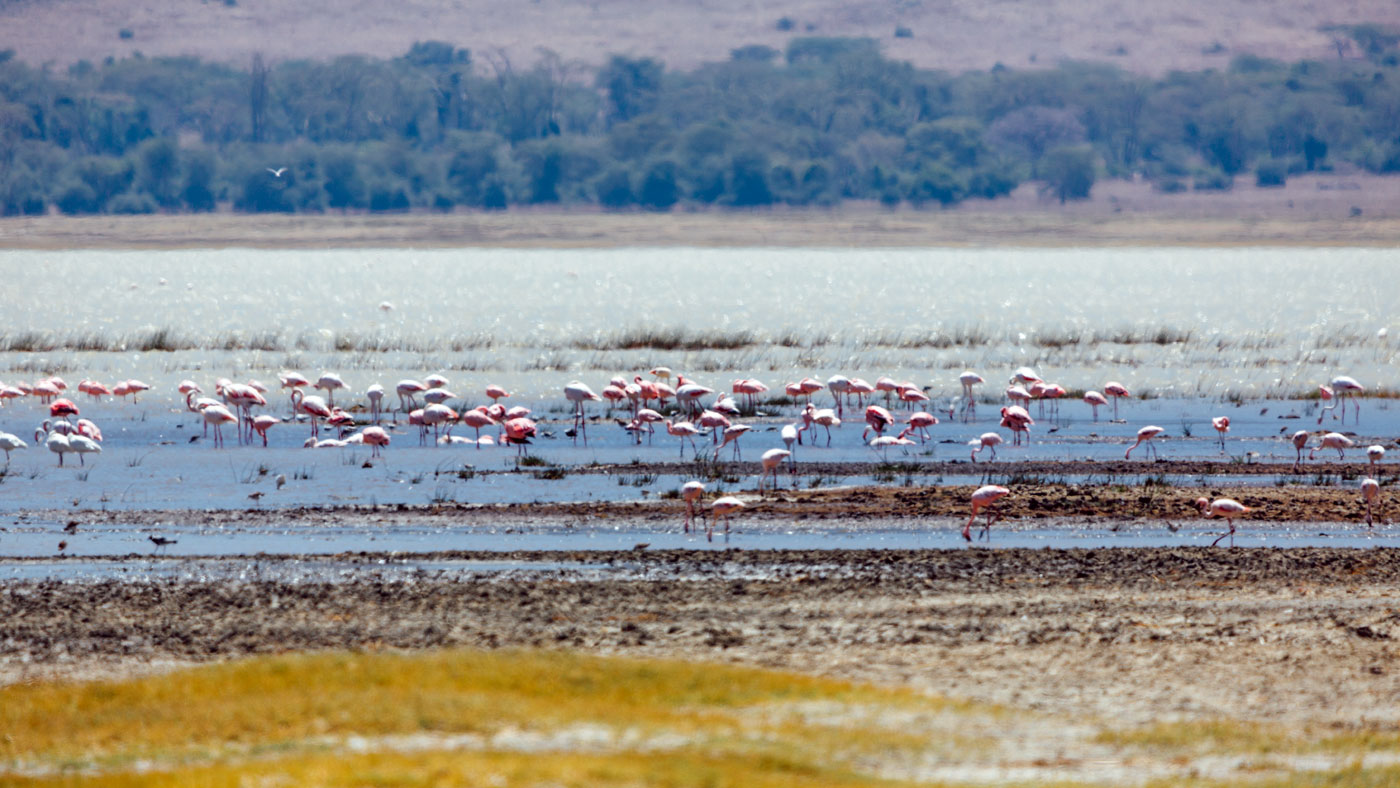 Flamingoes in the Ngorongoro Crater, Tanzania