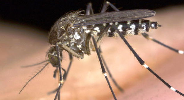 141209-mosquito.jpg