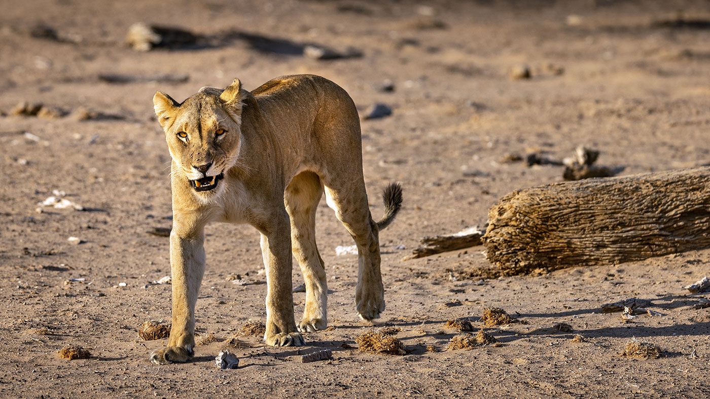 Desert lion, Hoanib Skeleton Coast