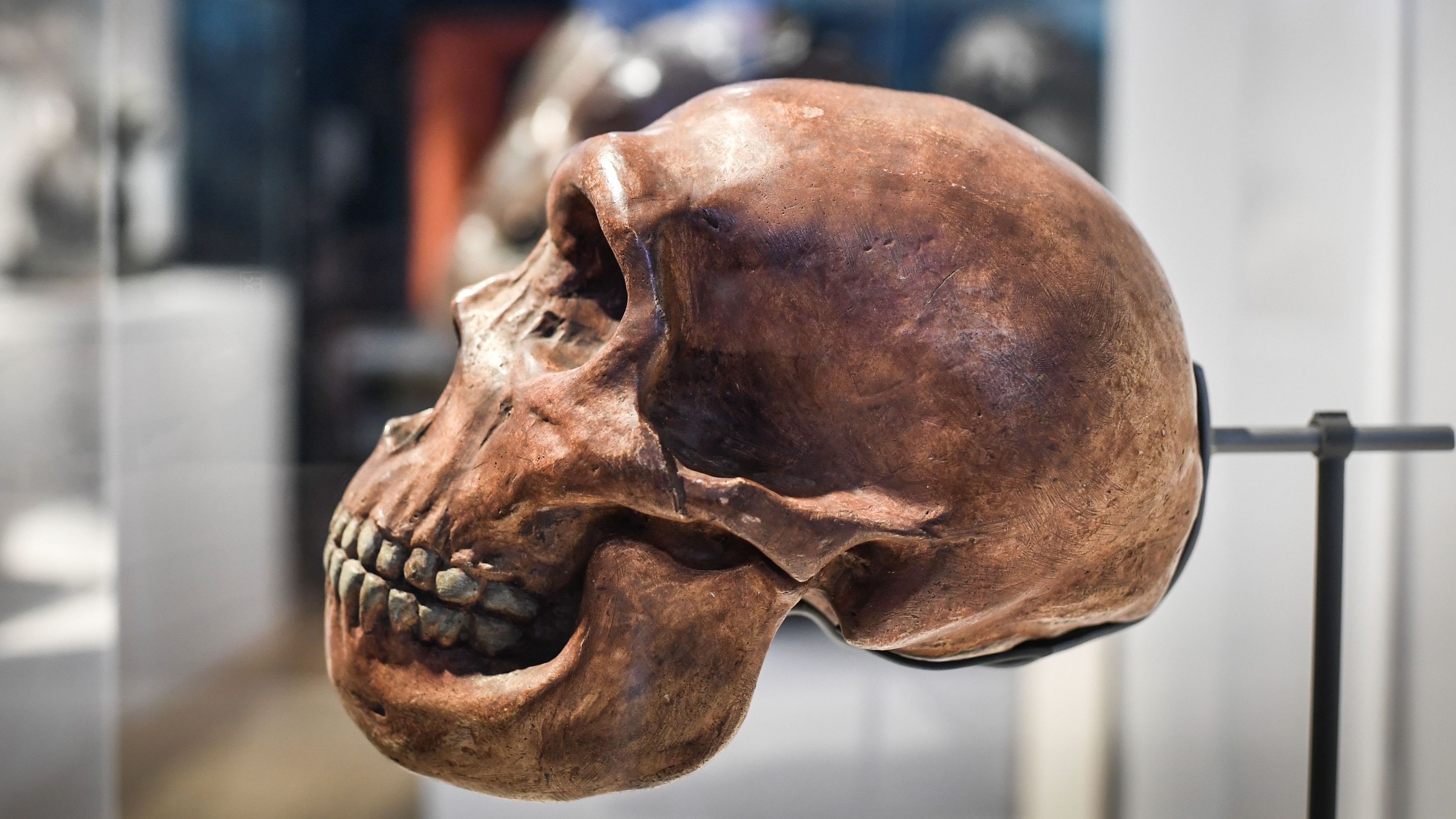 A Neanderthal skull on display.
