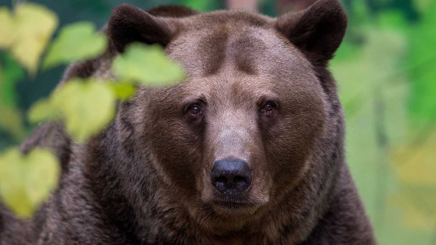A brown bear has reportedly stolen two guns from a Siberian hunter