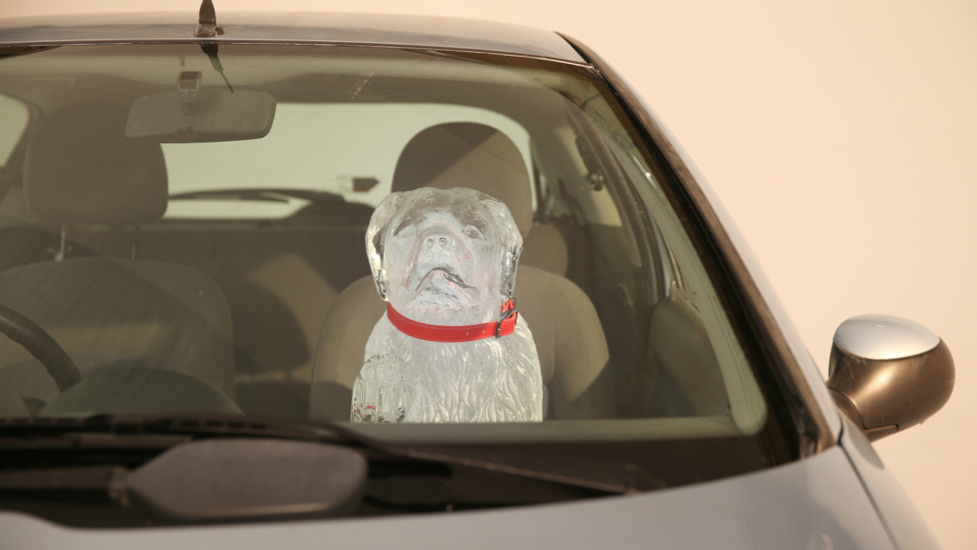 Dog in hot car, Tesla, Elon Musk