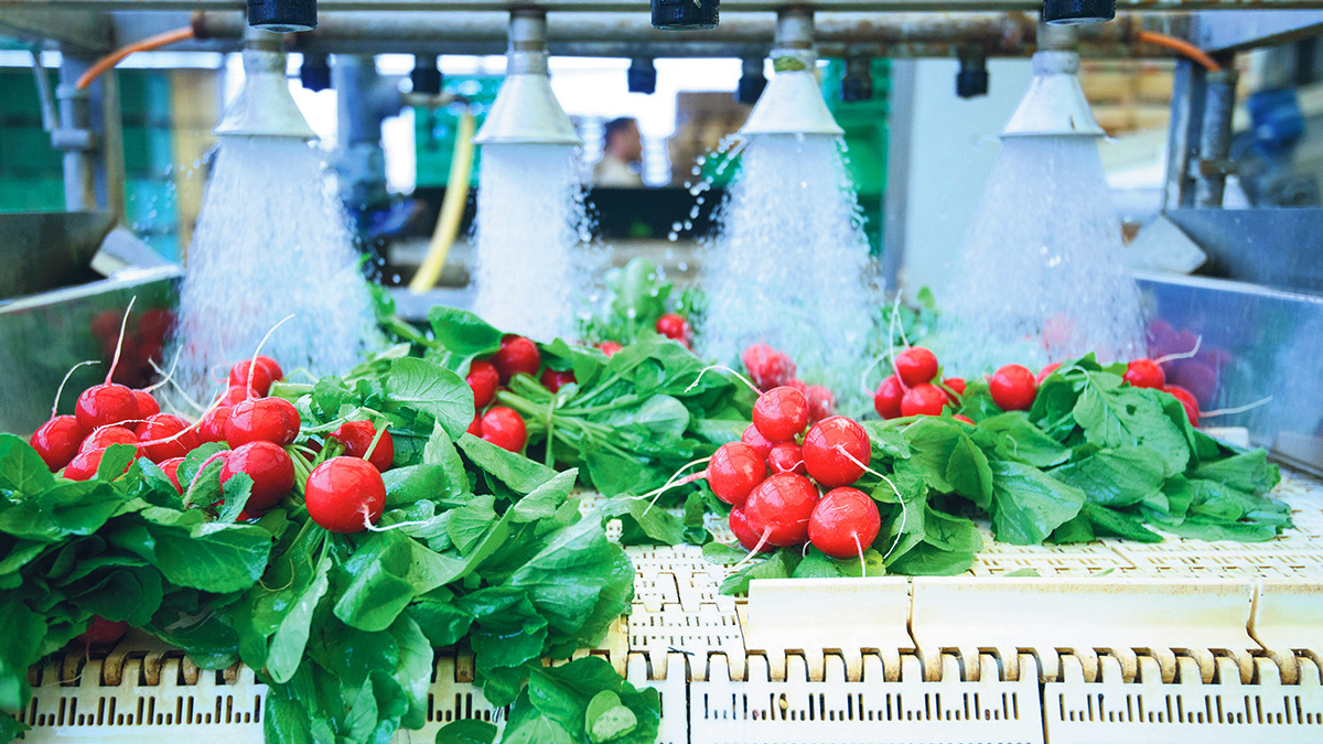 A machine washing bunches of radishes on a conveyor belt