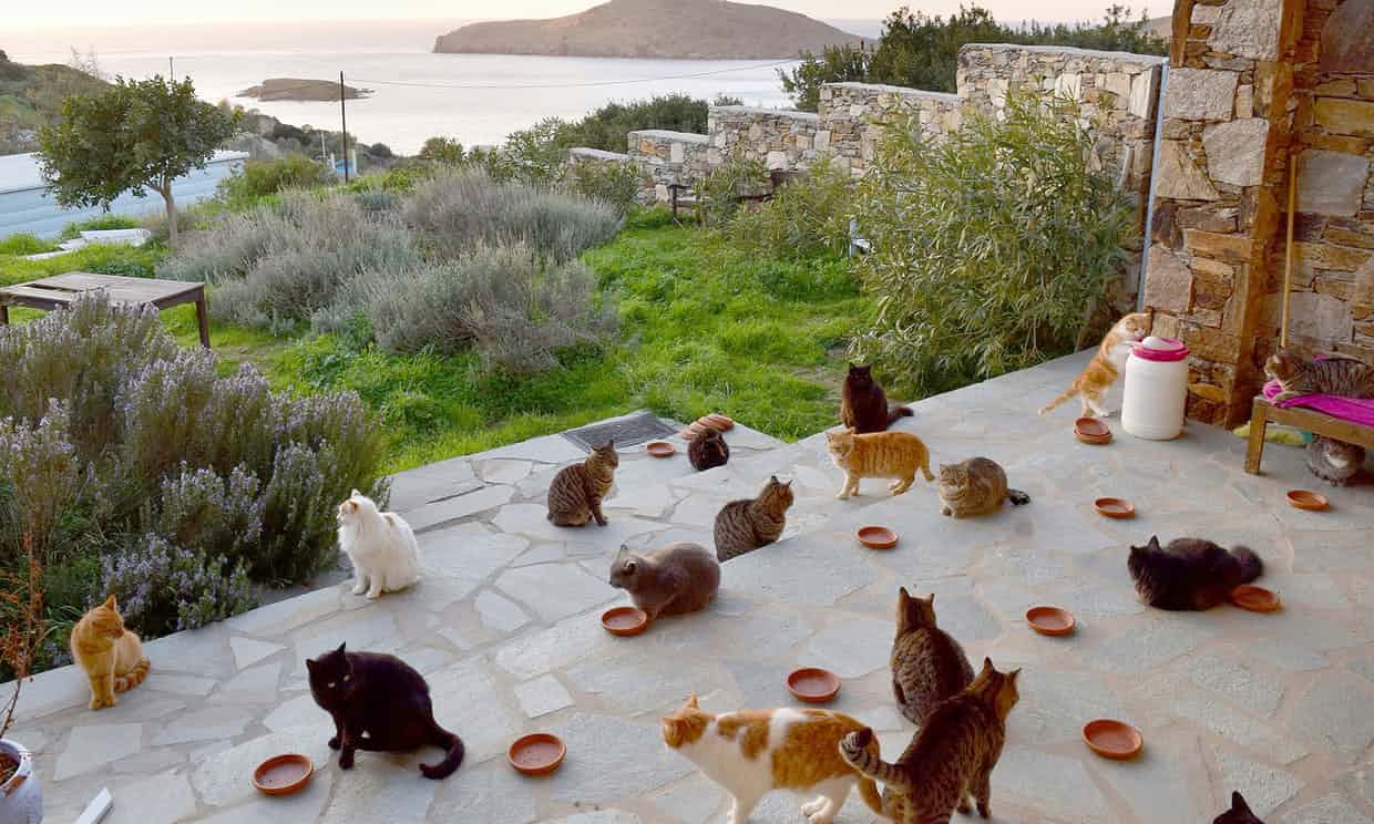 Cat Sanctuary Greece