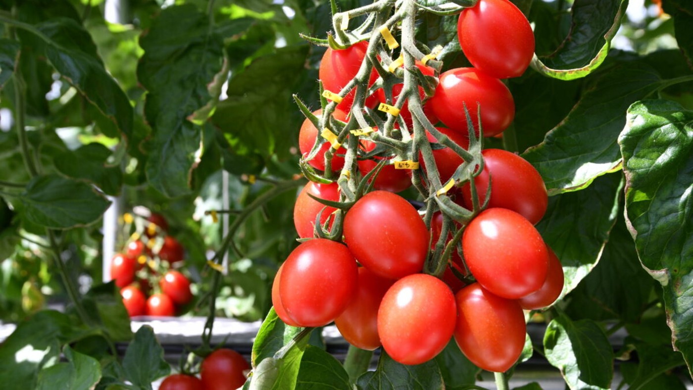 The gene-edited Sicilian Rouge High GABA tomato