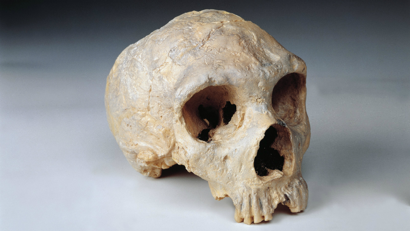 Neanderthal, skull
