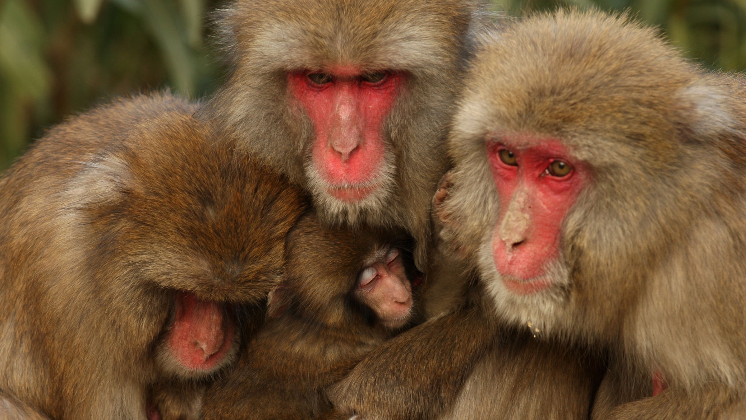 Macaque monkeys huddle together for warmth at Awajishima Monkey Center, Japan