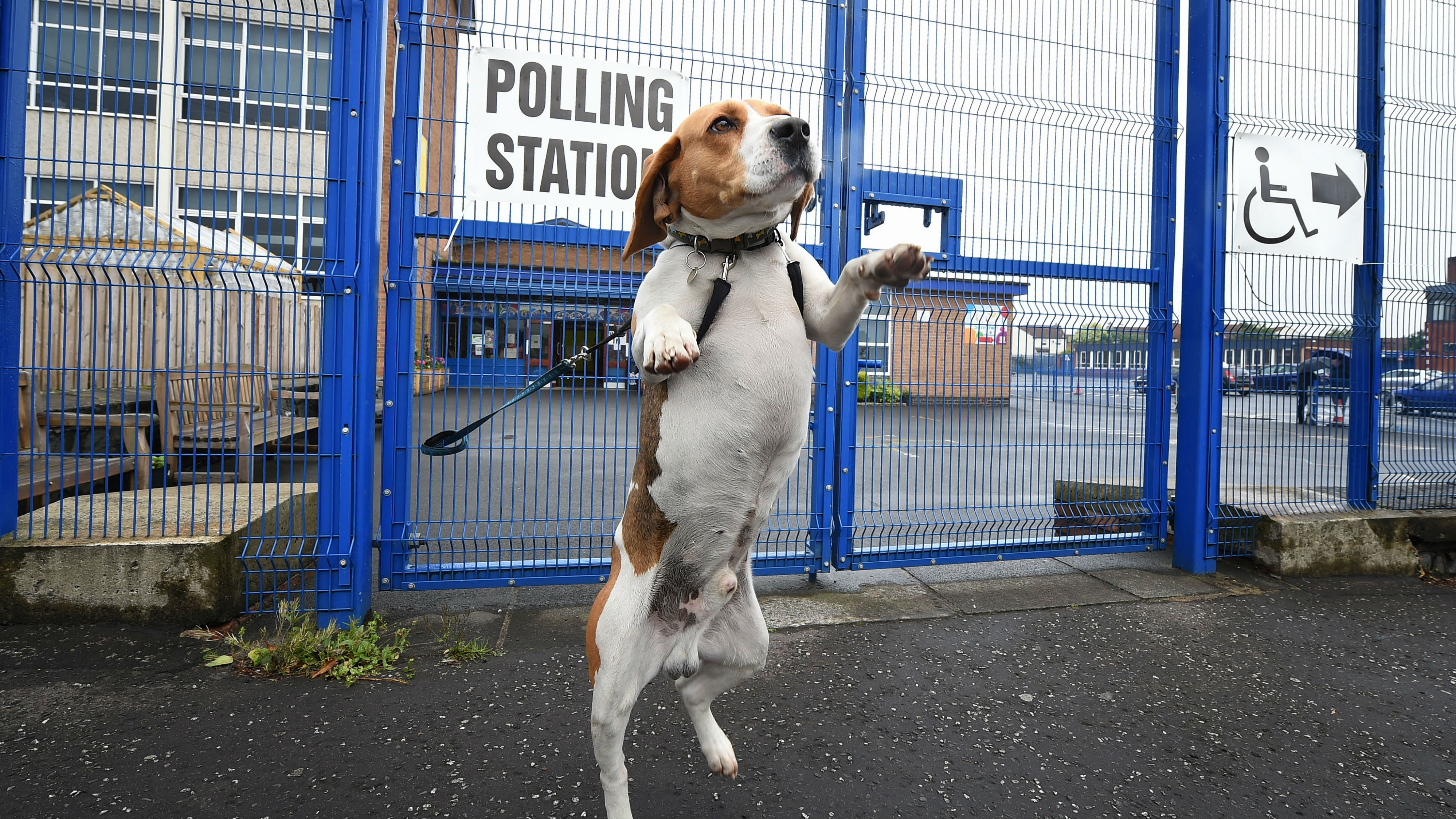 Dog at polling station, General Election 2017