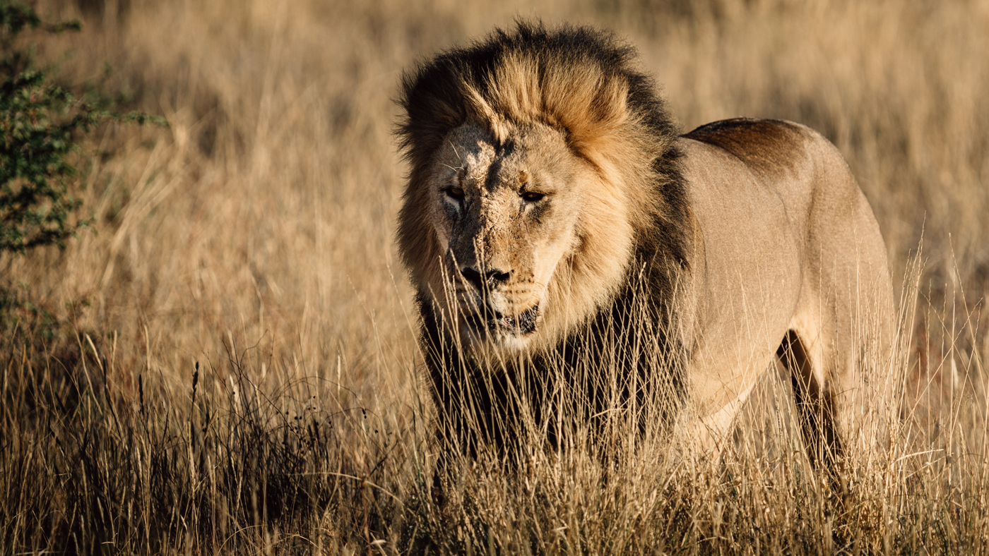 Kalahari black-maned lion
