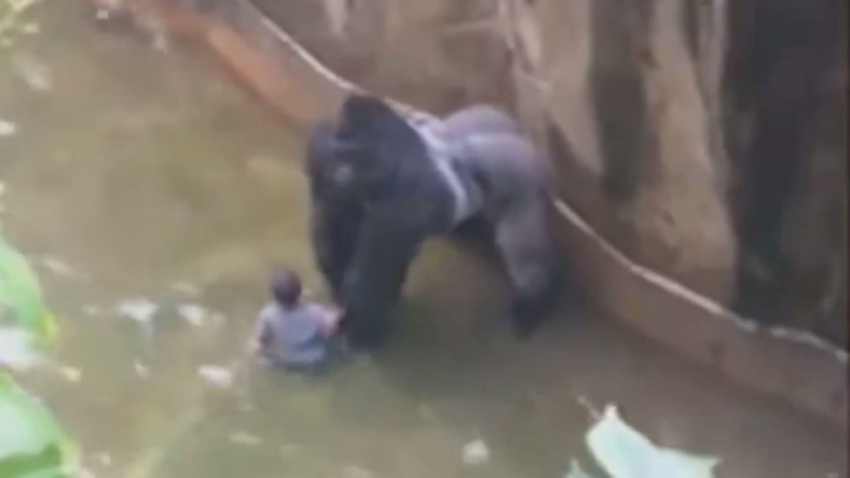 Gorilla Cincinnati Zoo