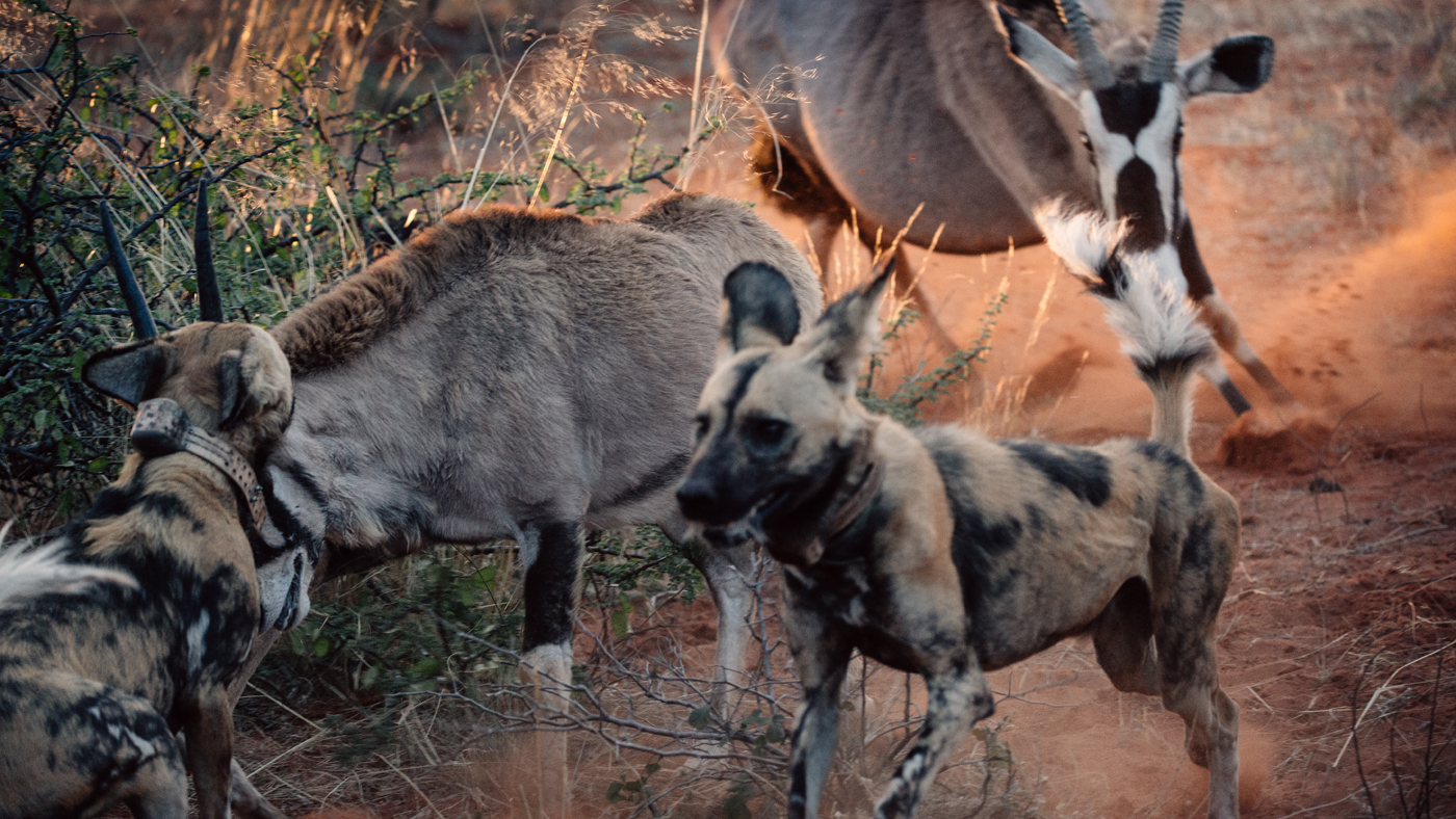 Oryx and wild dogs in the Kalahari