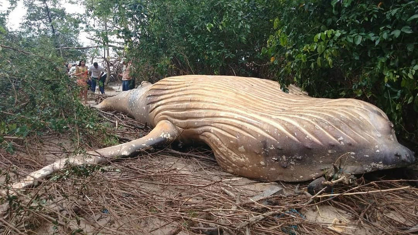 How did a humpback whale end up in the Amazon rainforest? | The Week UK