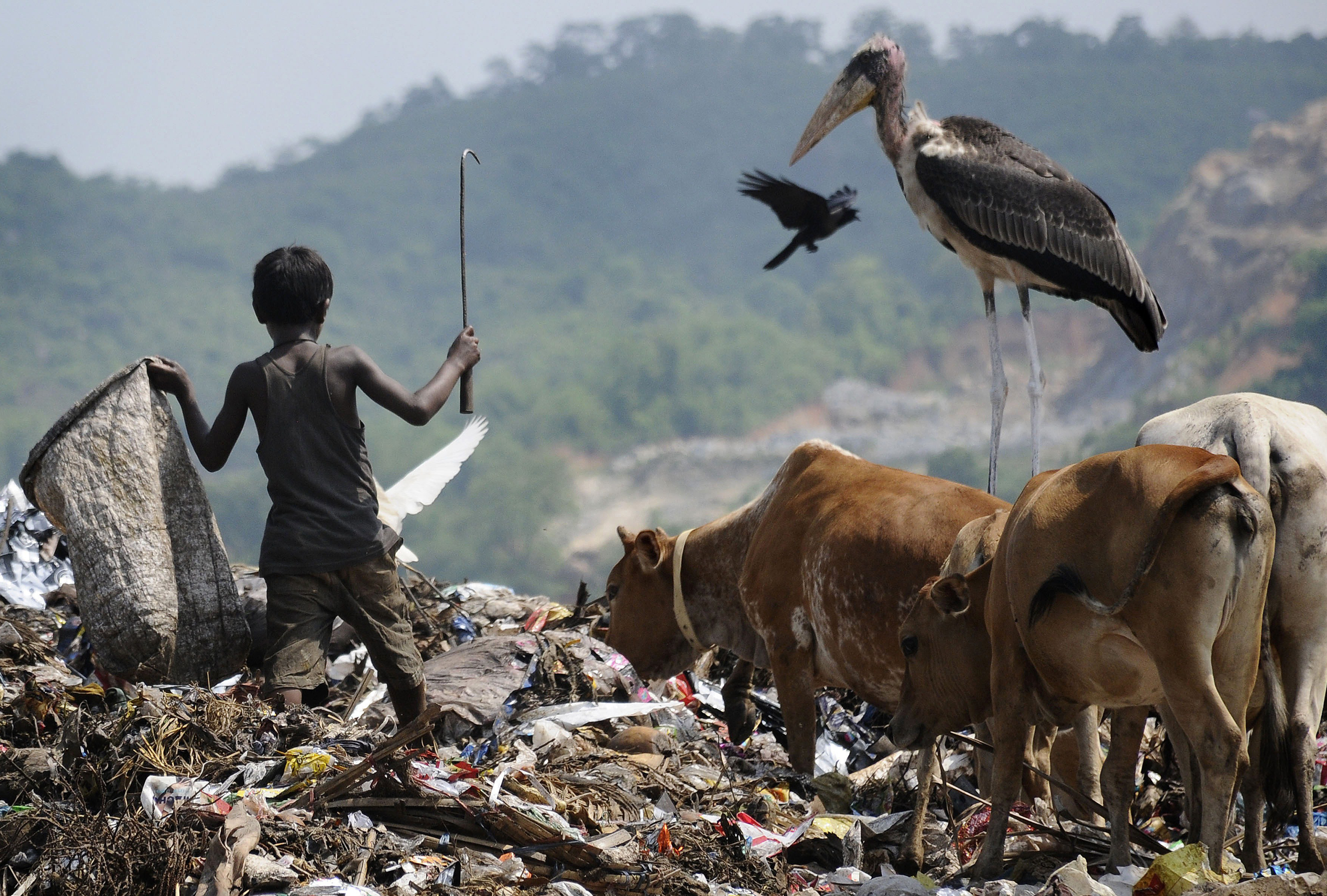 A Greater Adjutant Stork stands as a rag-picker collects recyclables at the biggest garbage dump in the northeastern state of Assam on the eve of World Environment Day at the Boragoan area in