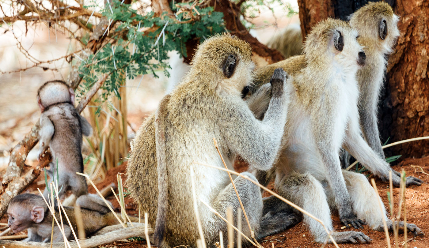 Vervet monkeys in Tarangire National Park, Tanzania