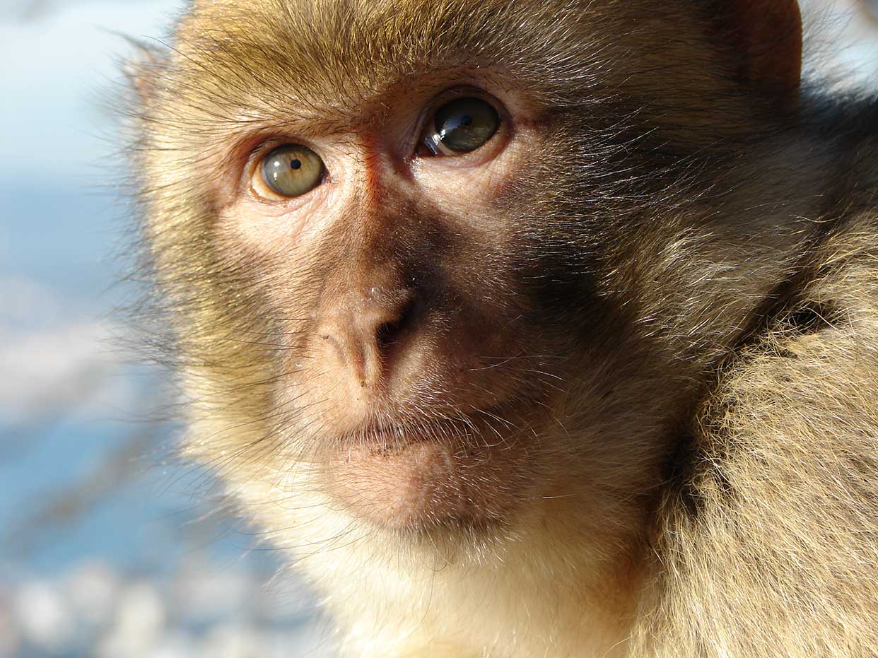 A macaque monkey 
