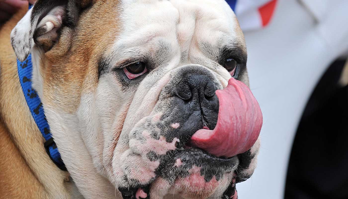 A dog licking its face