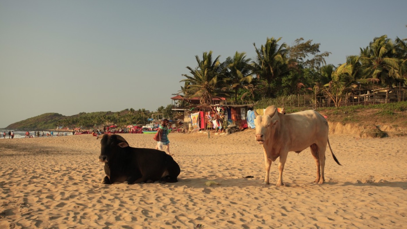 Cows on a beach in India 