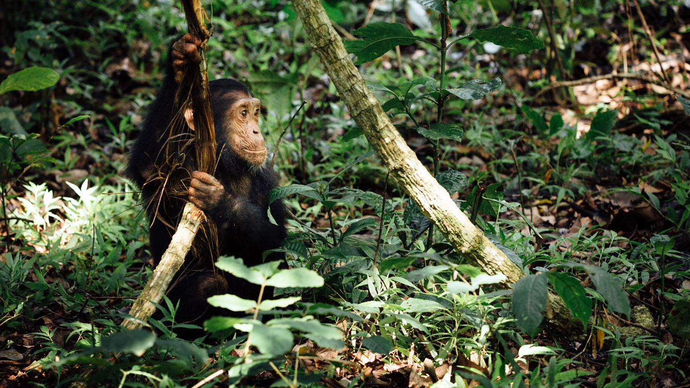 Chimpanzees at Mahale National Park, Tanzania