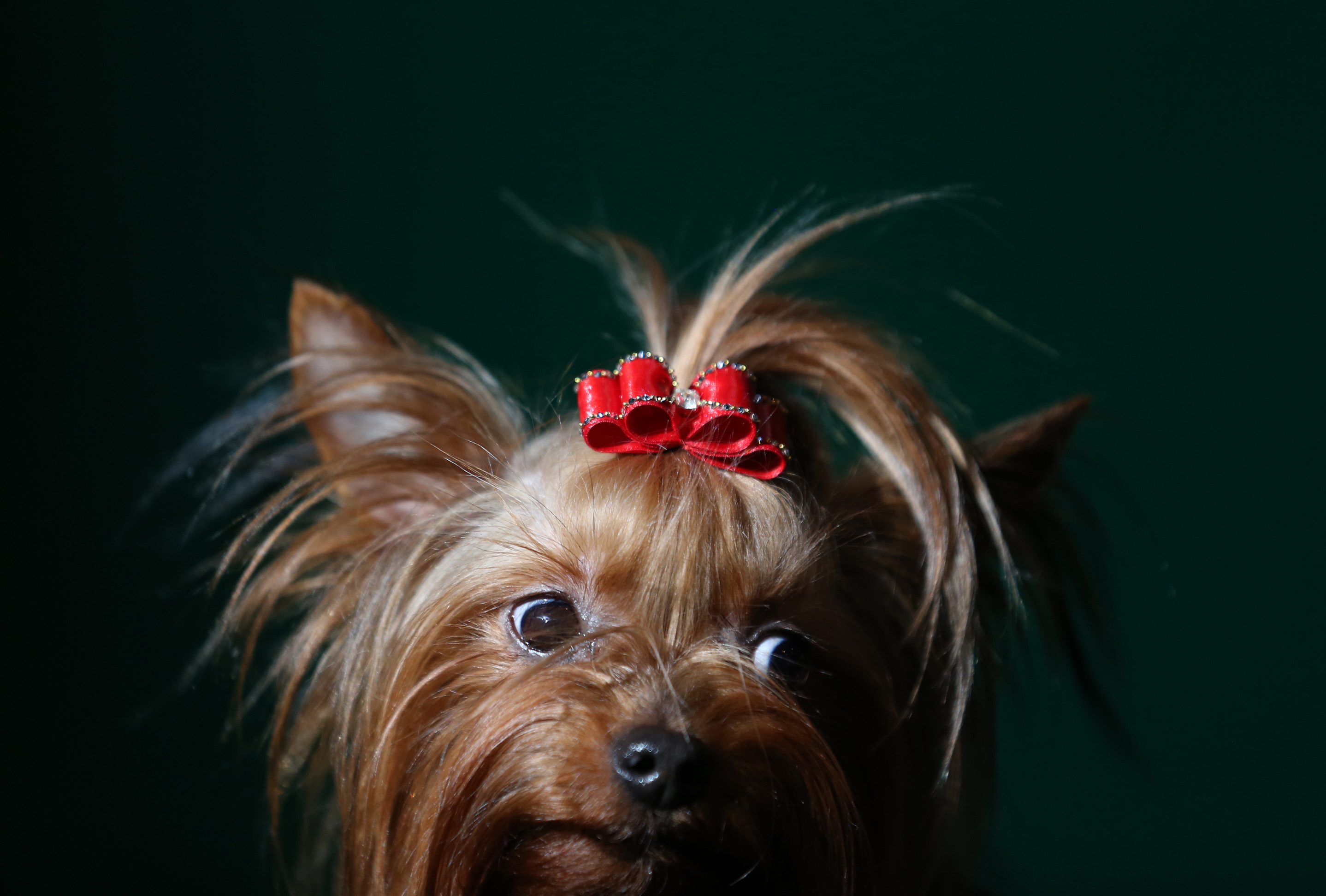 BIRMINGHAM, ENGLAND - MARCH 08:A Yorkshire Terrier waits to be judged during the Toy and Utility day of the Crufts dog show at the NEC on March 8, 2014 in Birmingham, England. Said to be the 