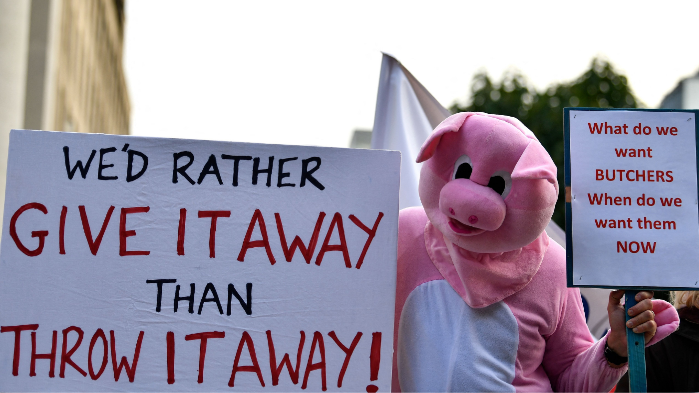 Protester dressed as pig at Conservative Party conference