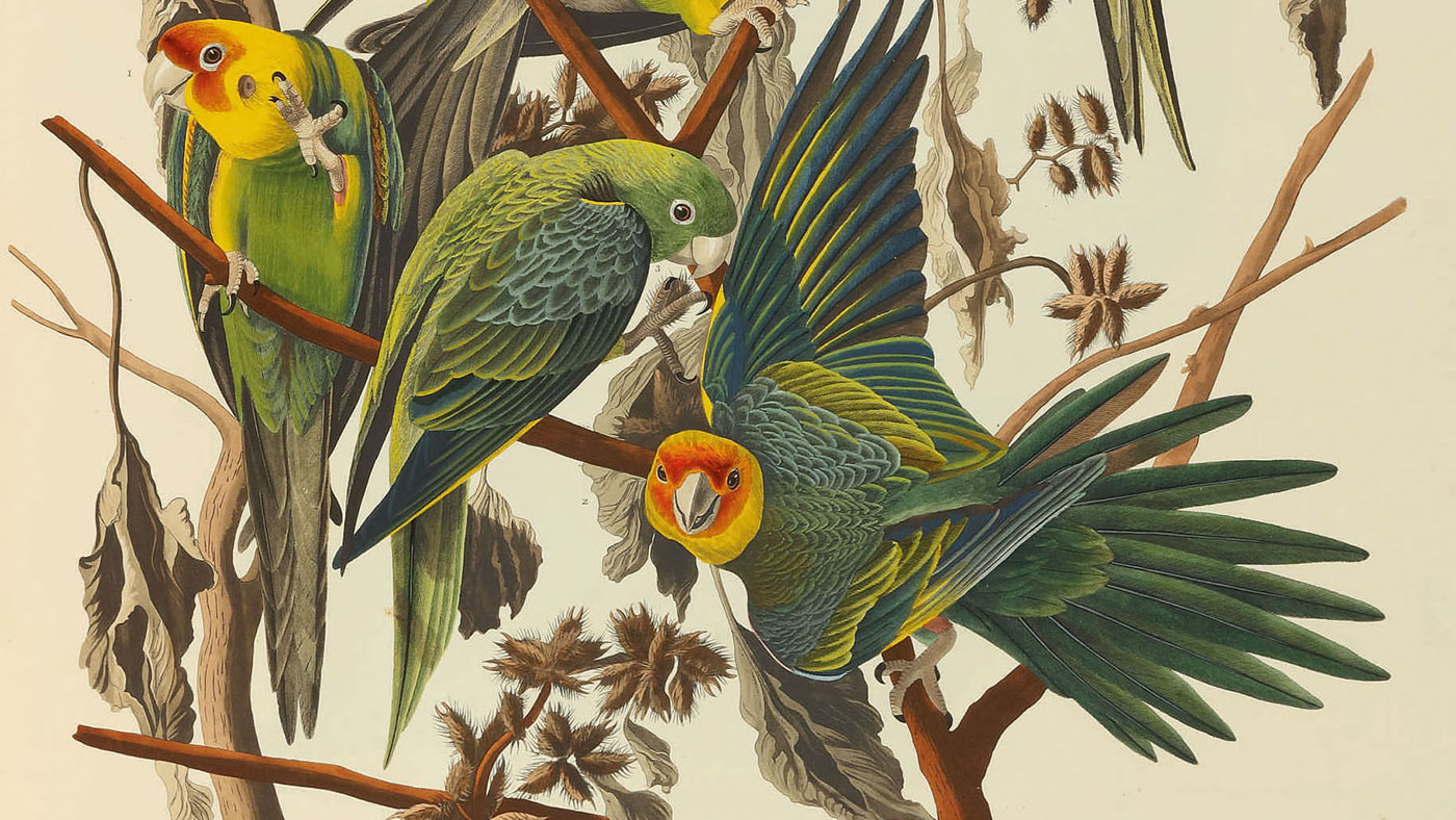 Carolina Parrots from The Birds of America