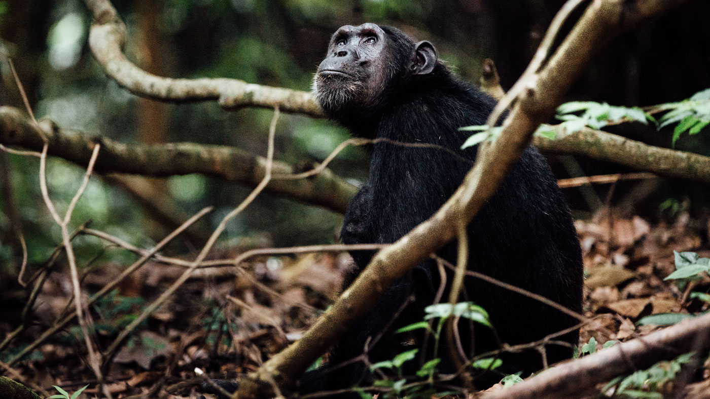 Chimpanzees at Mahale National Park, Tanzania