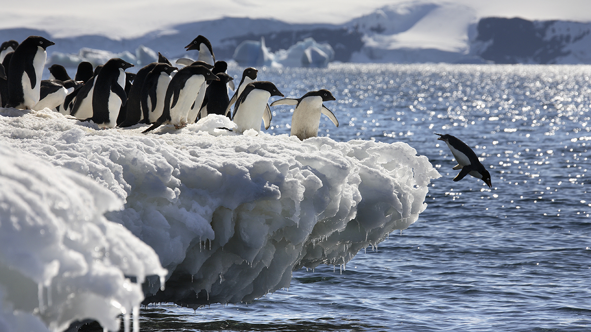 Penguins diving into the Arctic Ocean 
