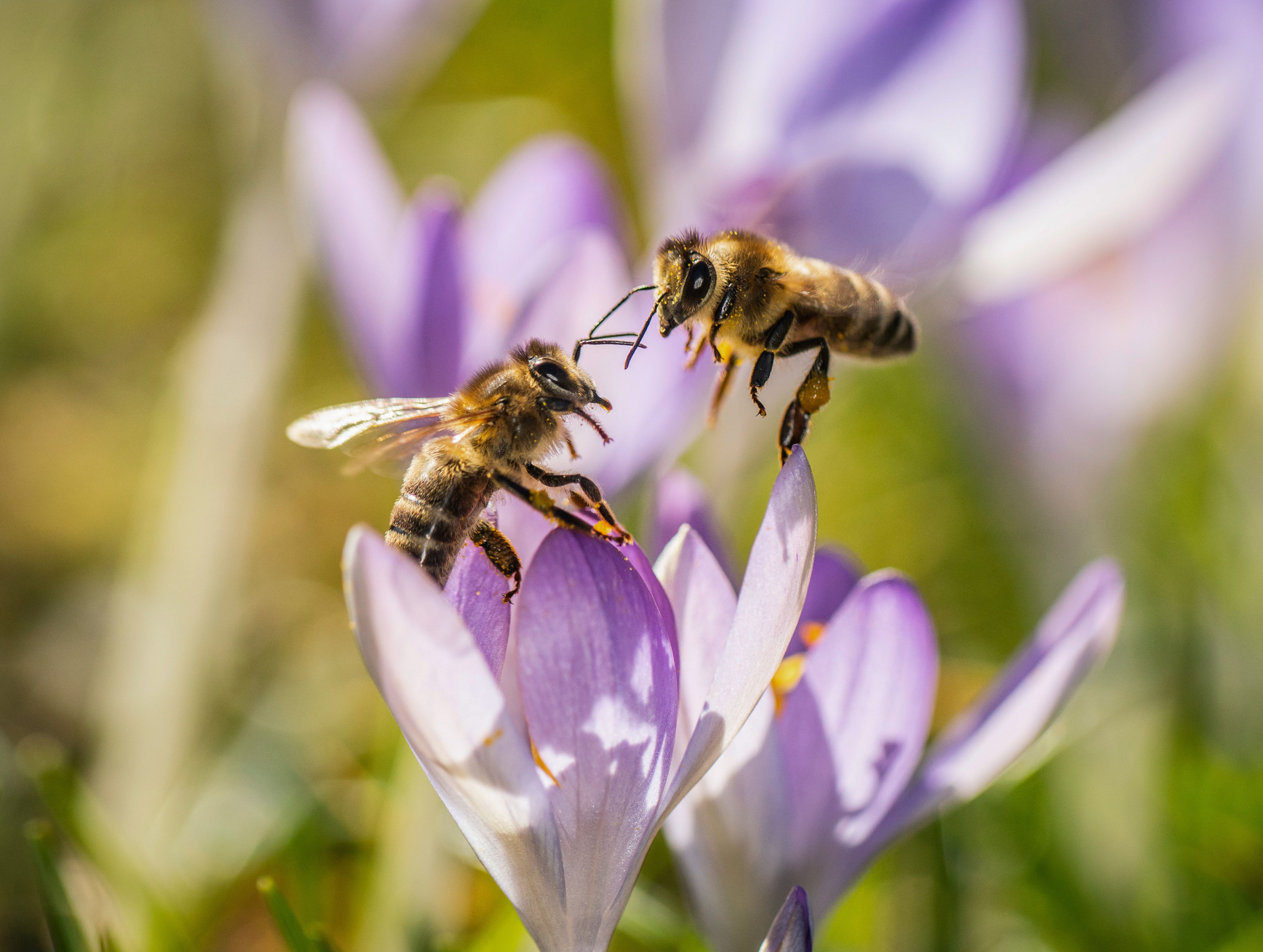 Two bees rest on a crocus on February 18, 2019 in Frankfurt am Main, western Germany. (Photo by Frank Rumpenhorst / dpa / AFP) / Germany OUT(Photo credit should read FRANK RUMPENHORST/AFP/Get