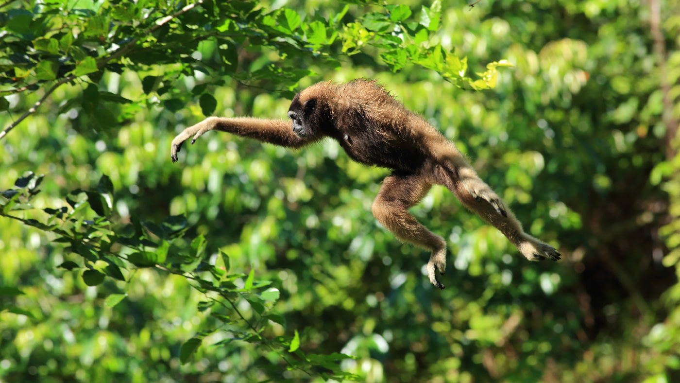 Malaysia - Bornean Gibbon leaps between trees. Kota Kinabalu, Sabah (Terra Mater / Matt Hamilton)