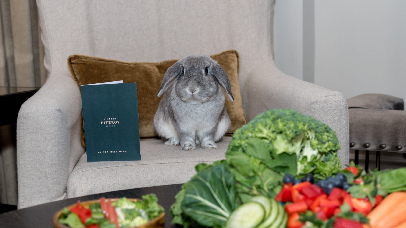 A rabbit enjoys a room service dinner