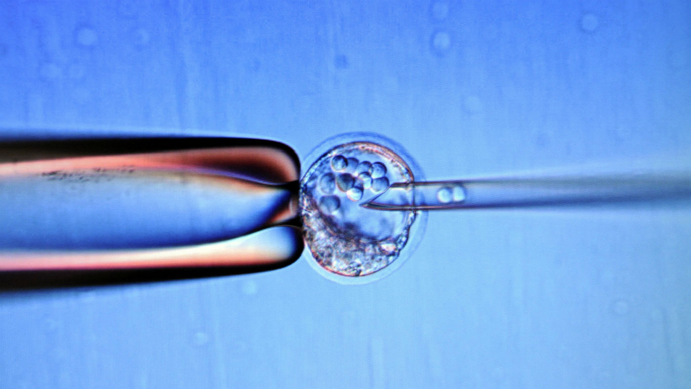 wd-embryo_-_nne-christine_poujoulatafpgetty_images.jpg
