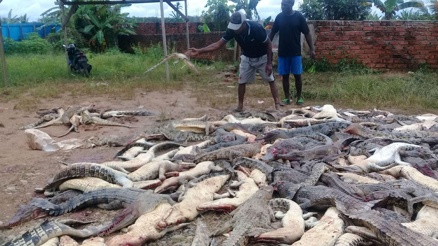 crocodile slaughter