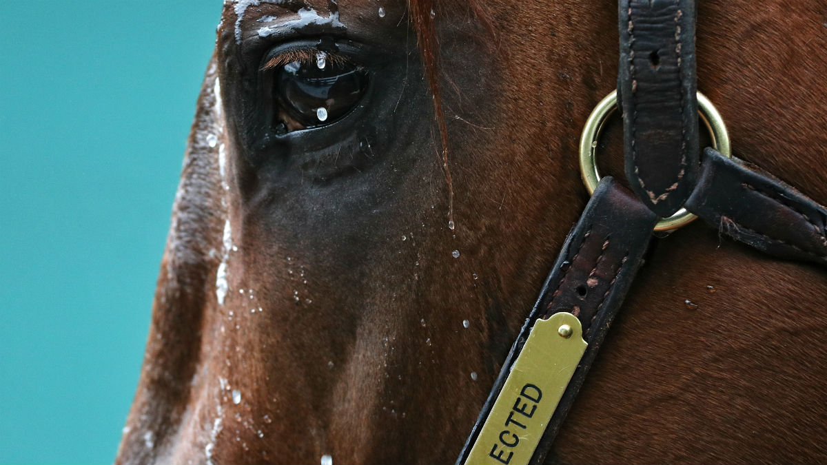 The face of a race horse 