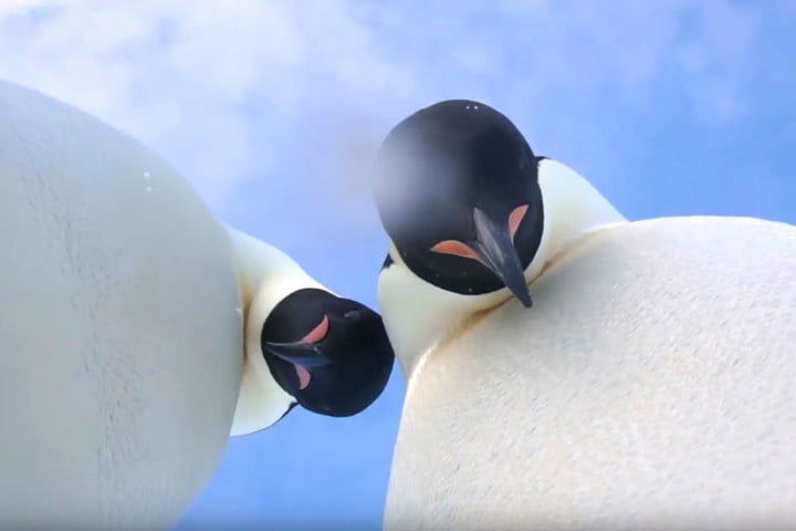 Penguin selfie