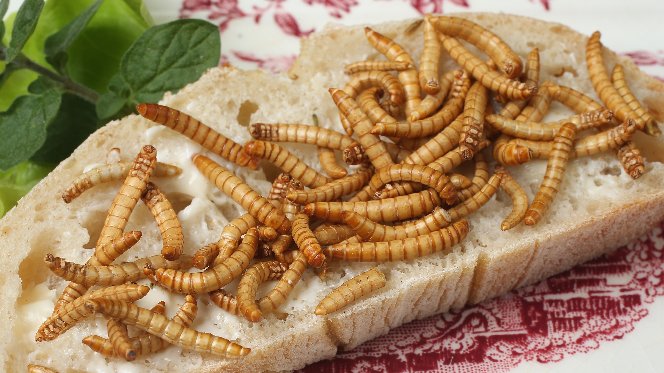Salted mealworms served on toast