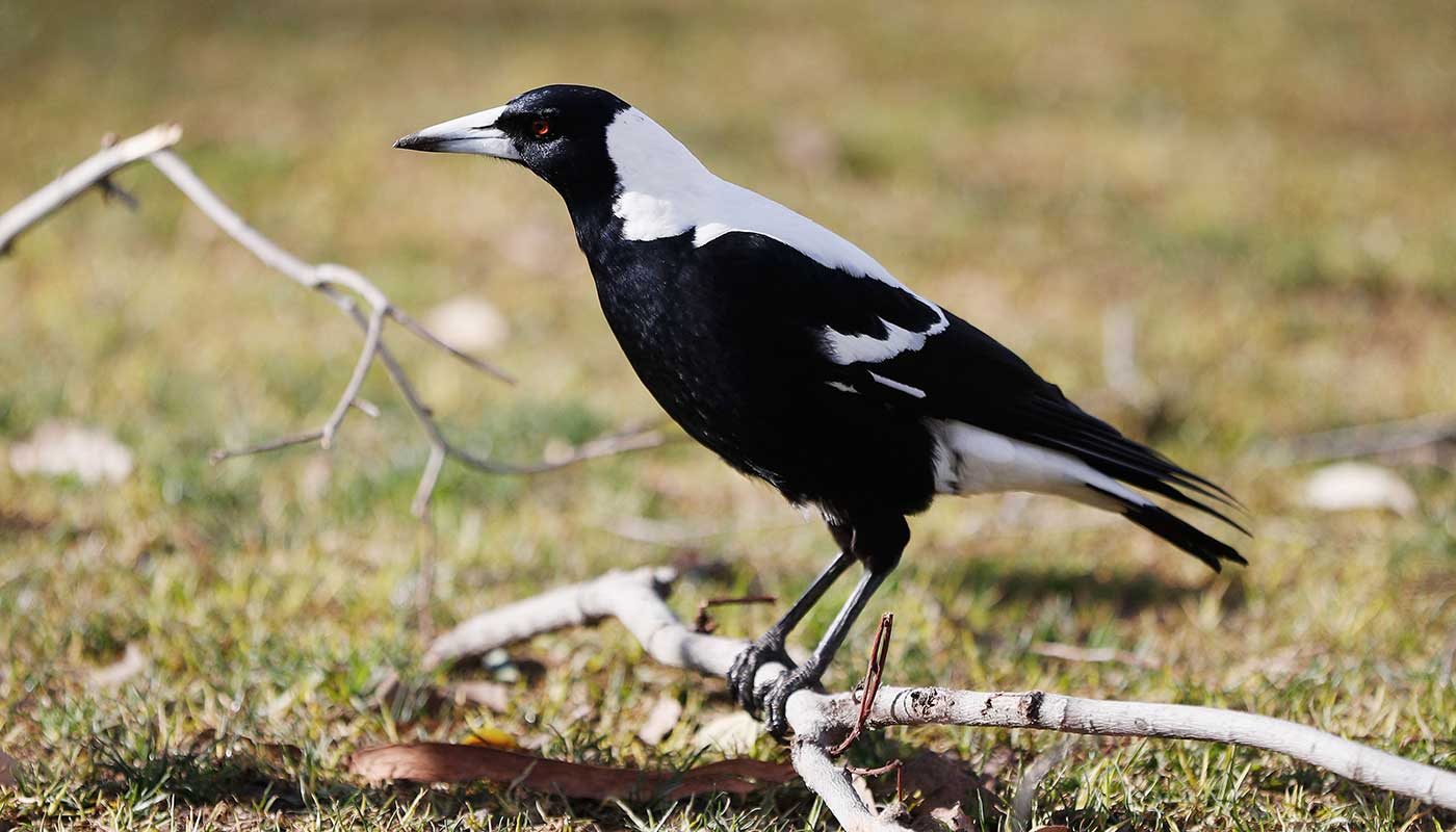 Australian police have shot dead a magpie after it attacked an old woman