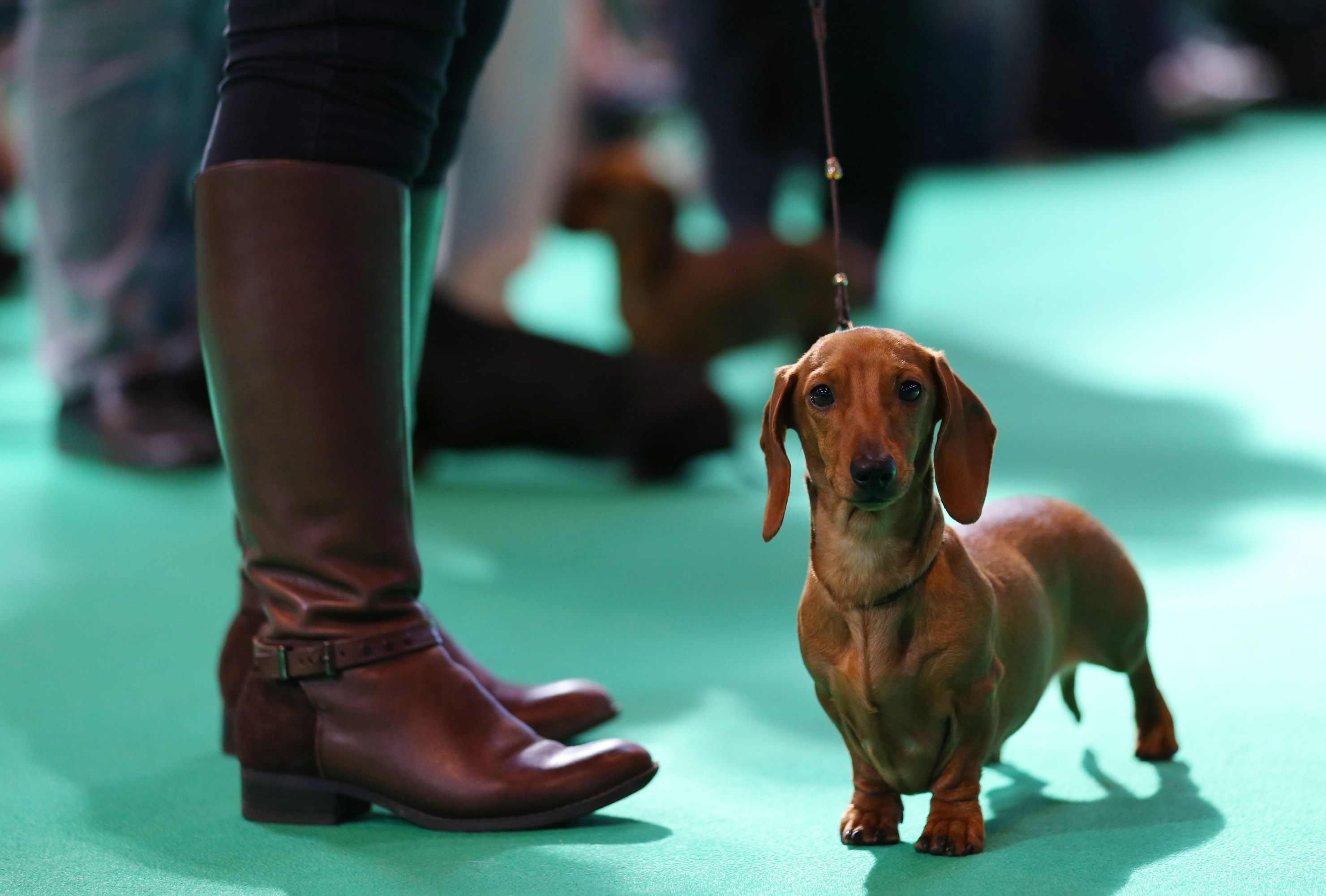 BIRMINGHAM, ENGLAND - MARCH 07:Dachshund hounds are judged in a show ring on the second day of the Crufts dog show at the NEC on March 7, 2014 in Birmingham, England. Said to be the largest s