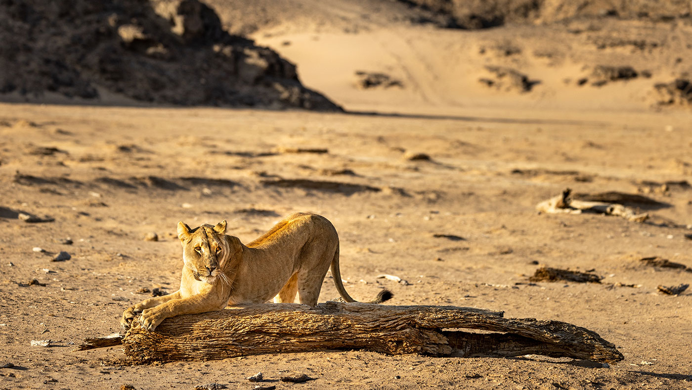 Lion at Hoanib Skeleton Coast, Namibia
