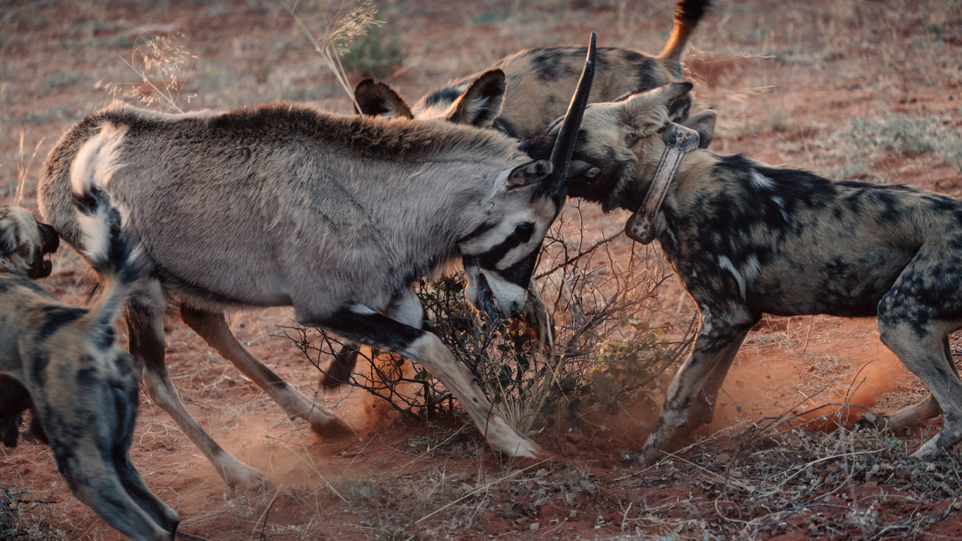 African wild dogs in the Kalahari