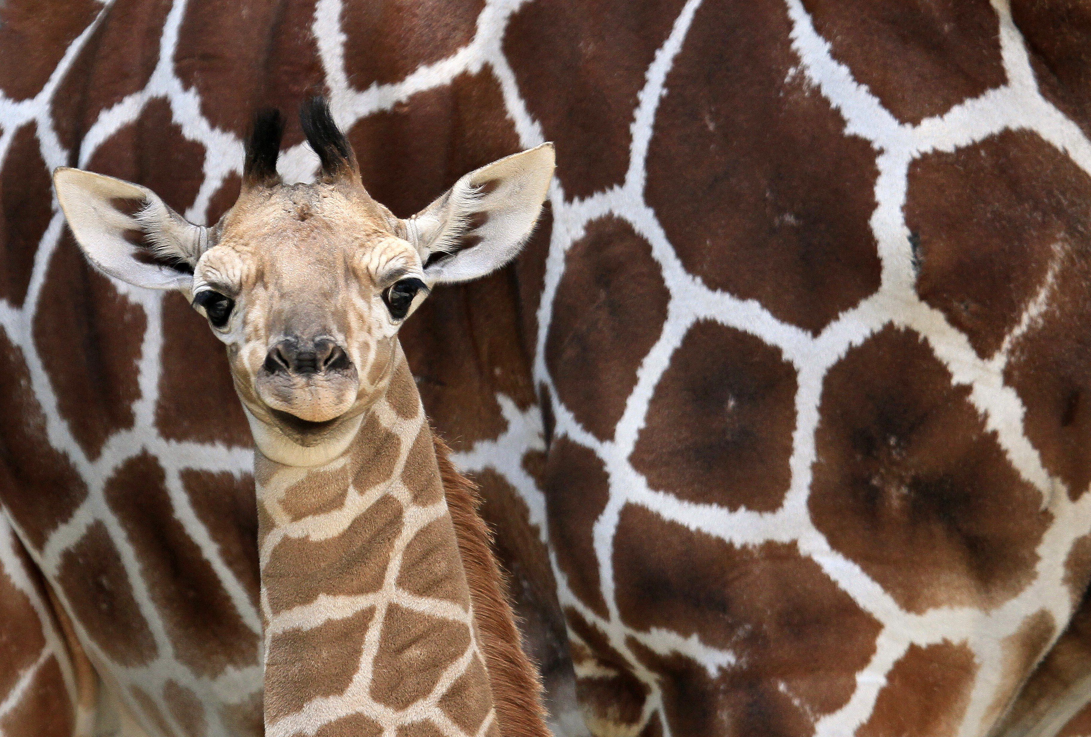 New-born giraffe stays close to its mother Janette at an enclosure at a zoo in Brono
