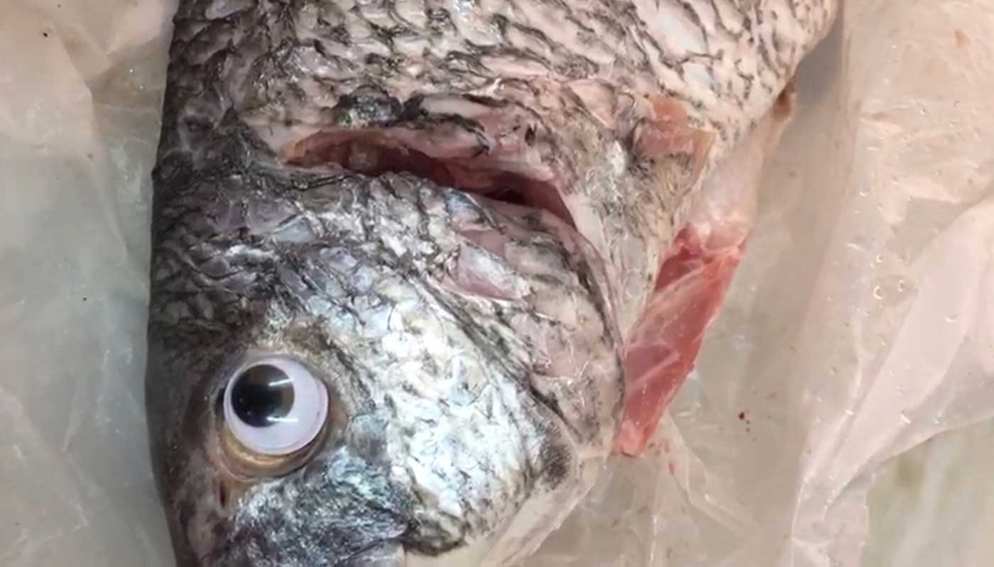 A fish with googley eyes