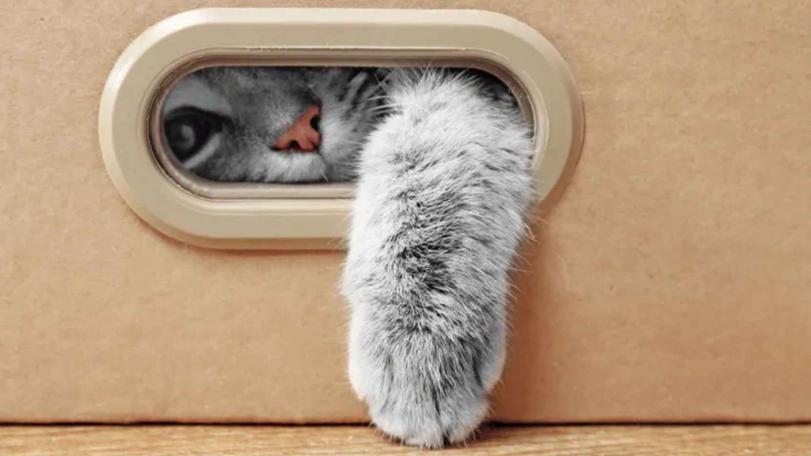 A cat inside a box
